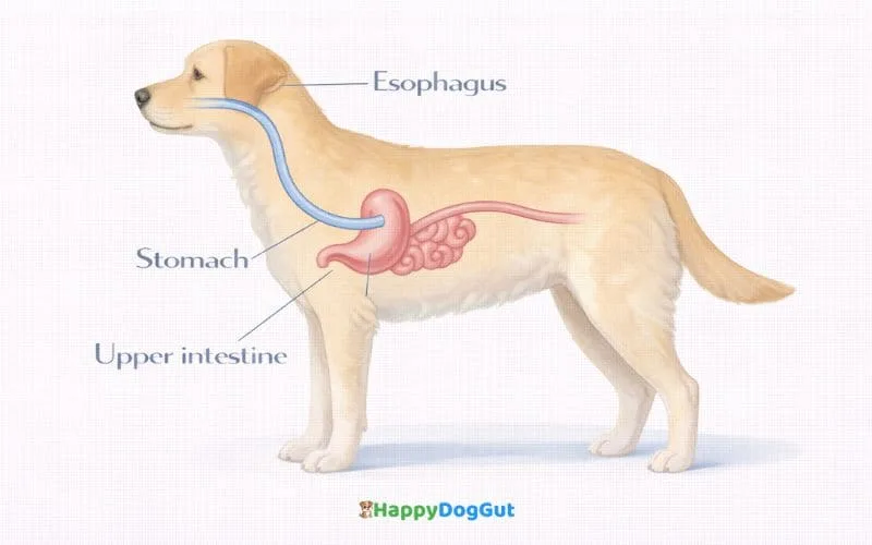 Simple educational diagram of dog digestive tract used to explain endoscopy