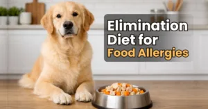 Healthy golden retriever on an Elimination Diet for Food Allergies sitting next to a simple bowl of limited ingredient dog food in a modern kitchen.
