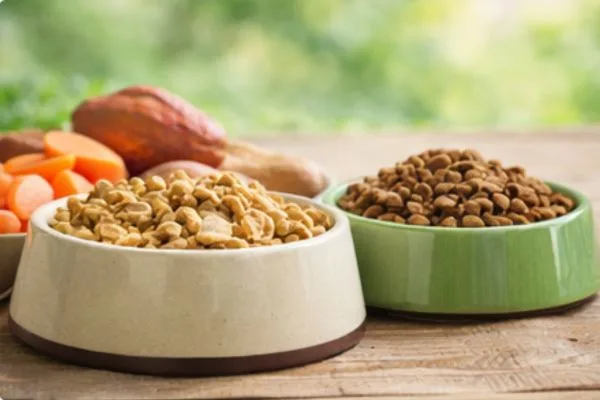 Grain Free vs Gram Inclusive Dog Foods