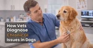 Veterinarian calmly examining a dog in clinic showing how vets diagnose chronic GI issues in dogs
