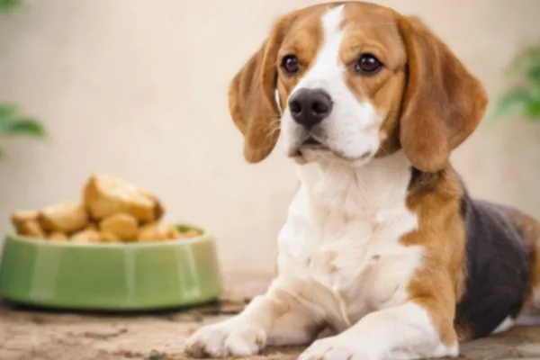 Limited Ingredients Dog Food