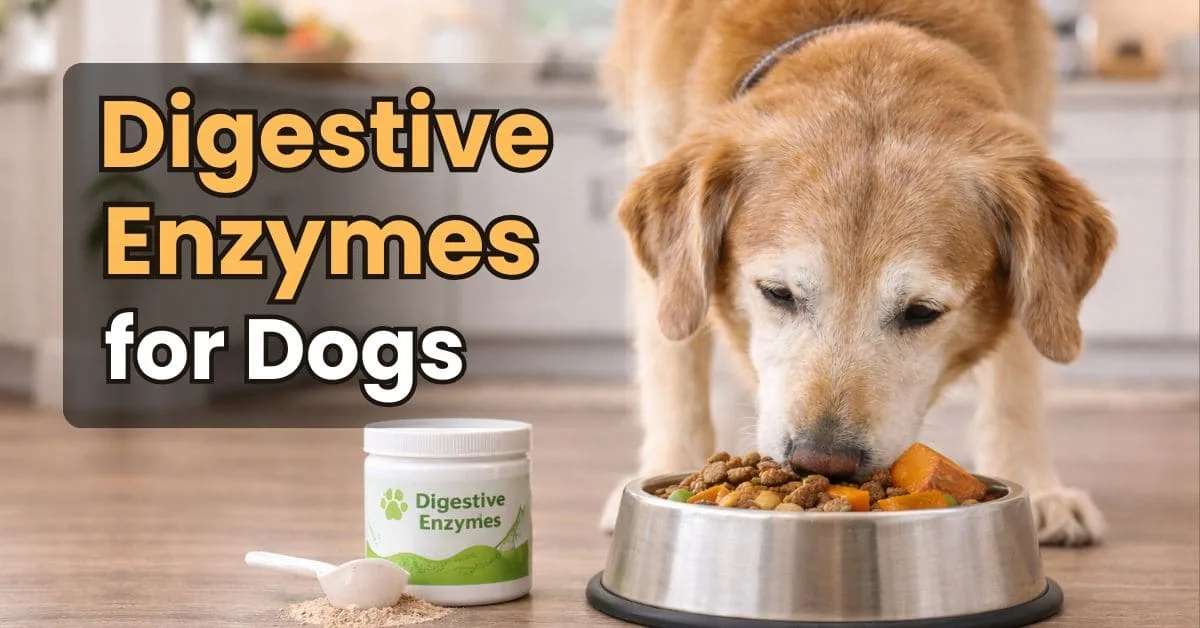 Golden retriever eating dog food with digestive enzyme supplement container beside the bowl in a modern kitchen.