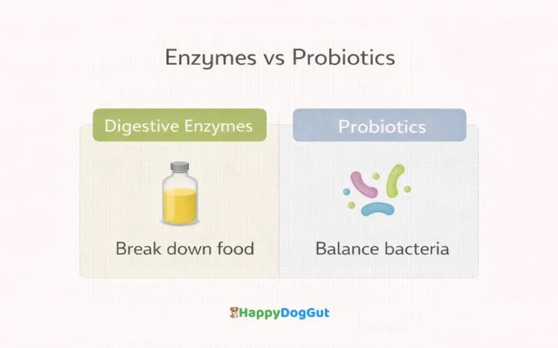 Comparison infographic showing difference between digestive enzymes and probiotics for dogs.