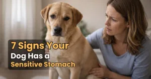 Owner observing dog showing discomfort which may indicate signs your dog has a sensitive stomach.