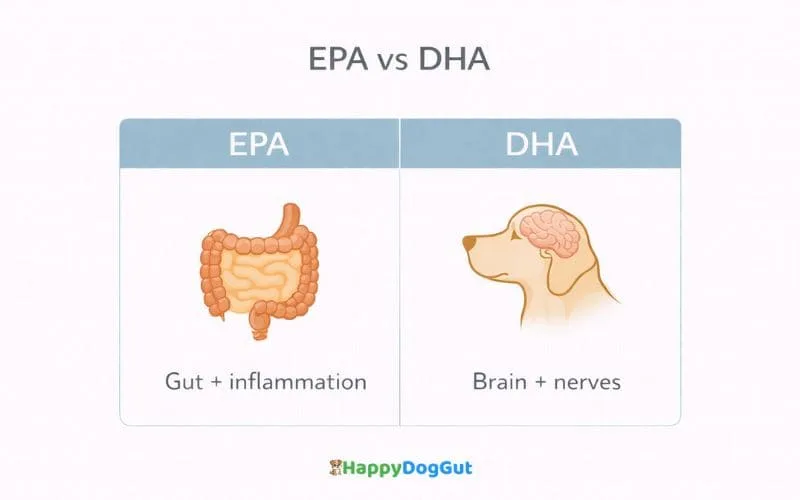 Infographic comparing EPA and DHA for dogs showing gut inflammation support and brain function benefits.