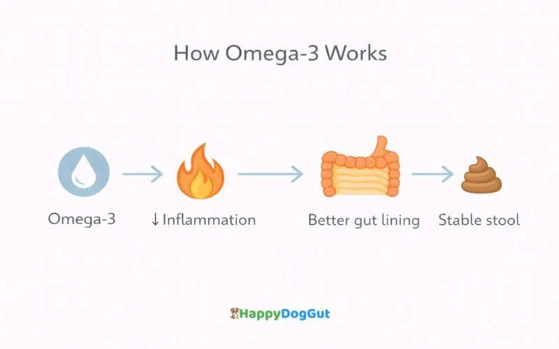 Infographic showing omega-3 reducing inflammation in dog gut leading to improved digestion and stable stool.
