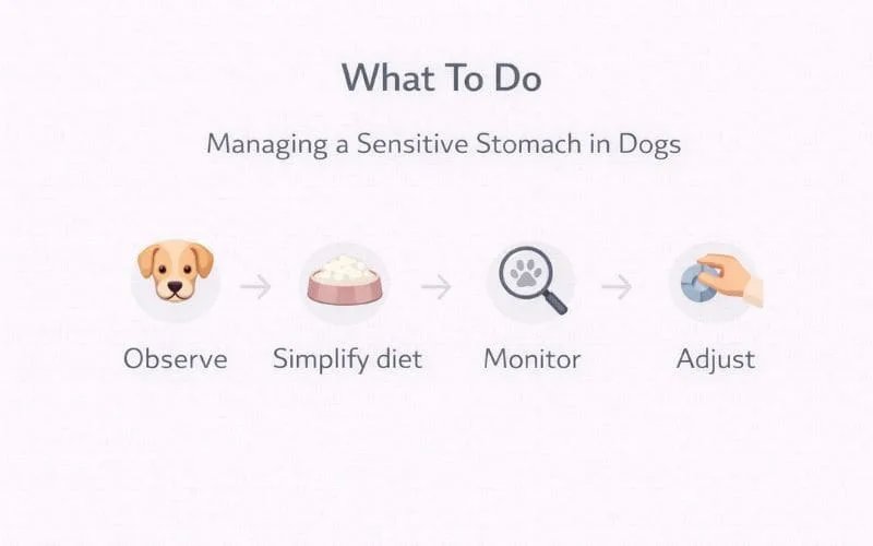 Step infographic explaining what to do when signs your dog has a sensitive stomach including observe diet monitor and adjust steps.