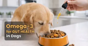 Golden retriever eating dog food with fish oil being added from dropper in a bright kitchen.