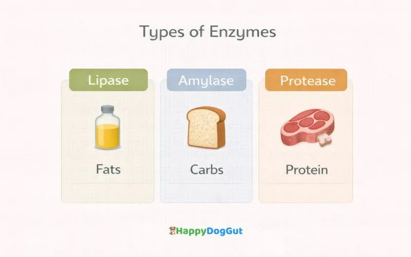 Infographic explaining lipase amylase and protease digestive enzymes for dogs and how they break down fats carbs and protein.
