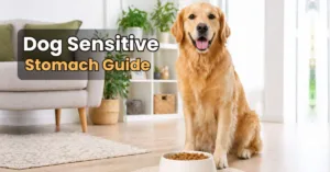 Healthy dog sitting near clean food bowl representing Dog Sensitive Stomach Guide and balanced digestion.