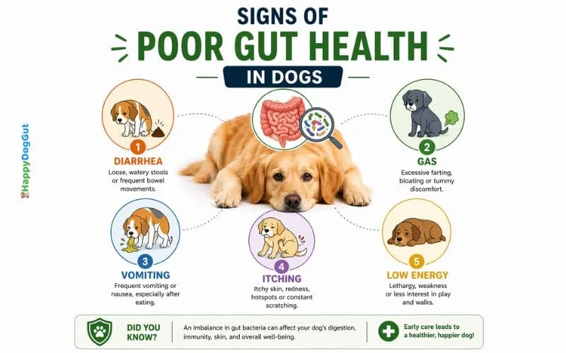 Infographic showing signs of poor gut health in dogs including diarrhea gas vomiting itching and low energy.