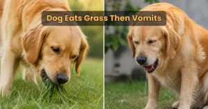 Dog eats grass then vomits behavior showing a dog eating grass and feeling slightly unwell outdoors.
