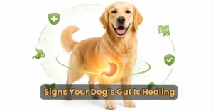 Happy healthy dog with glowing stomach area representing dog gut healing and digestive recovery.