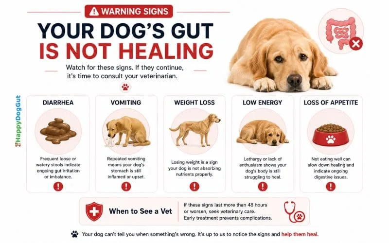 Infographic showing warning signs that dog gut healing is not improving including diarrhea vomiting weight loss and low energy.