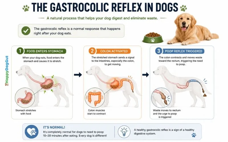 Infographic explaining why a dog poops right after eating through the gastrocolic reflex mechanism.