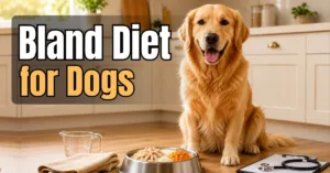 Healthy Golden Retriever sitting beside a stainless steel bowl filled with shredded chicken, white rice, and pumpkin in a warm kitchen.