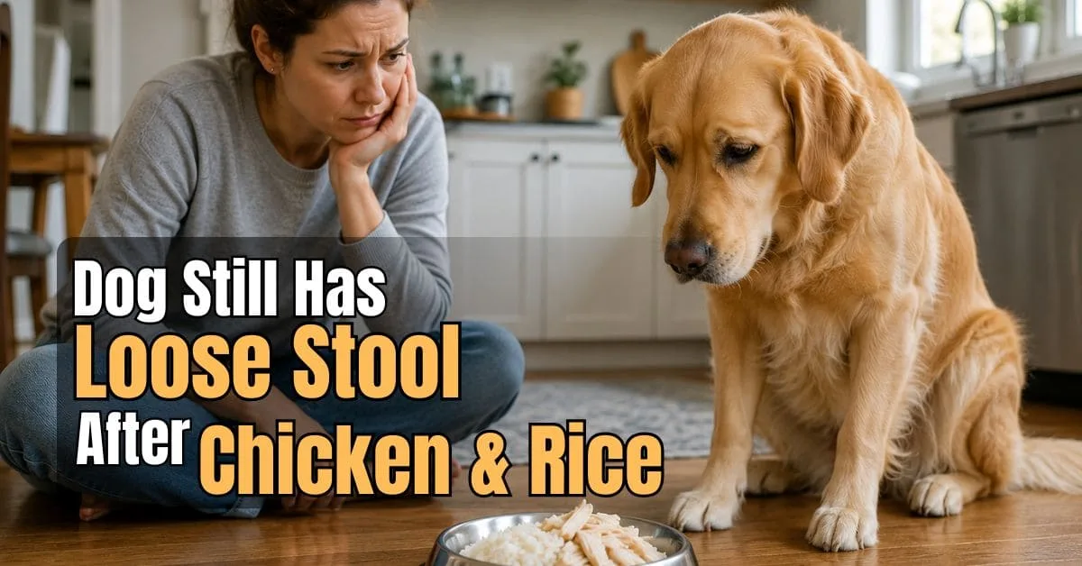 Concerned dog sitting beside a bowl of boiled chicken and white rice while the owner looks worried about ongoing loose stool.