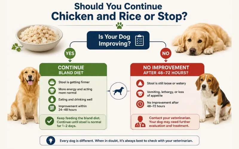 Decision flow infographic showing whether to continue a bland diet or contact a veterinarian based on a dog's recovery progress.